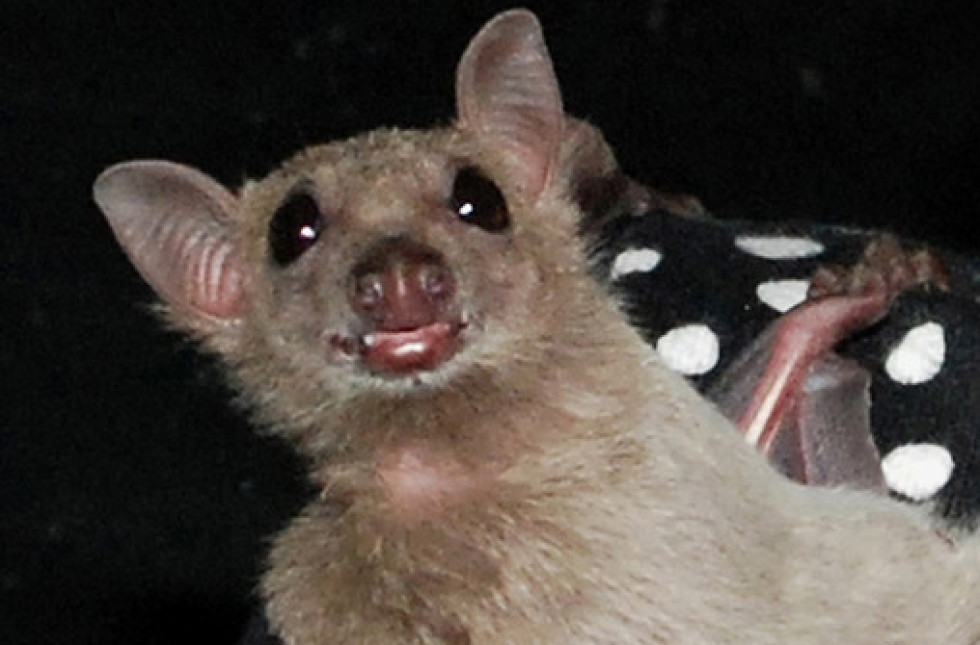 bat