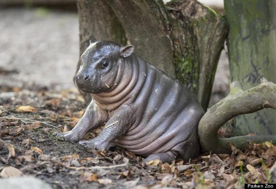 pygmy hippo