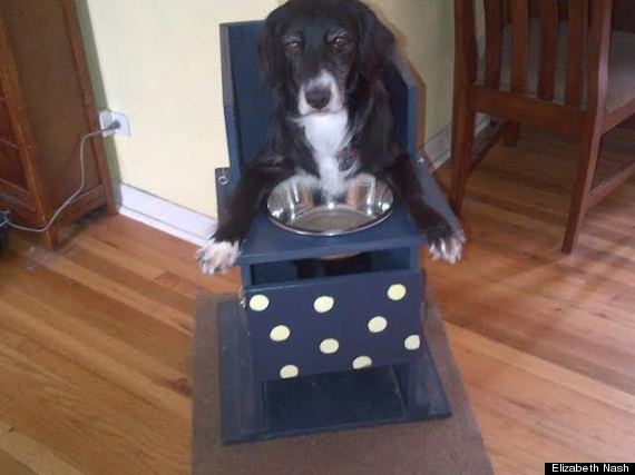 Rescue Dog With Special Needs Can Only Eat From Her High Chair