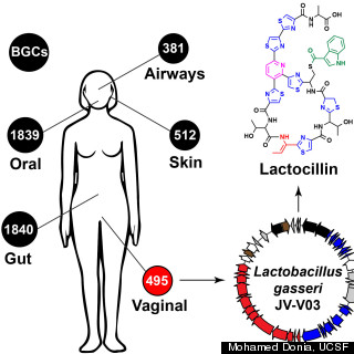 lactocillin