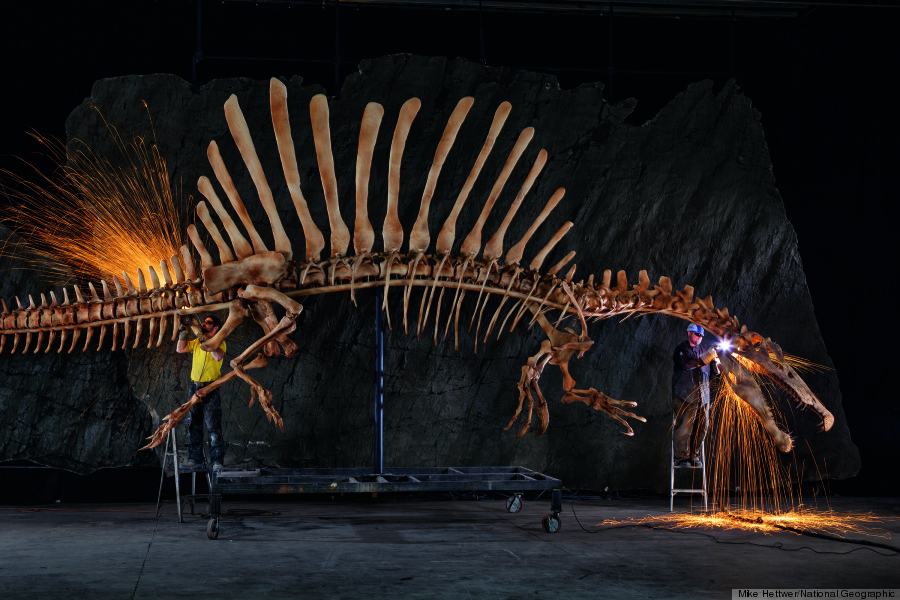 spinosaurus skeleton