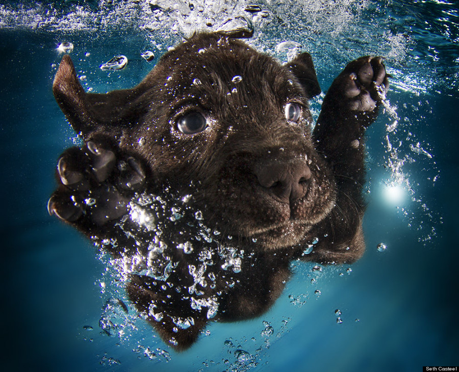 underwater puppies