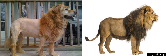 liondog