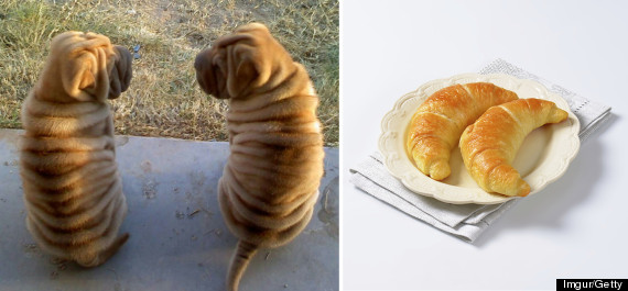 croissantdog