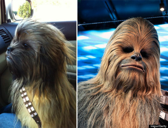 chewbaccadog