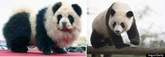 pandadog