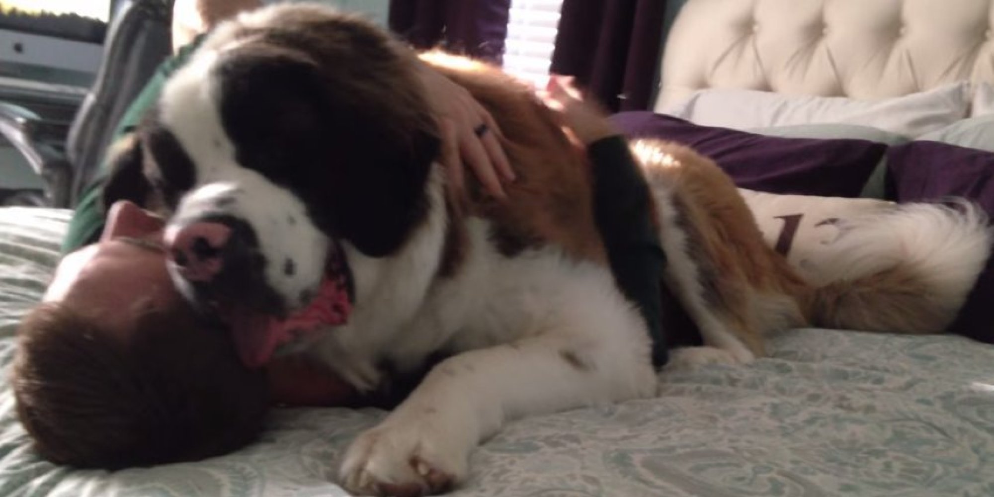 St bernard gif