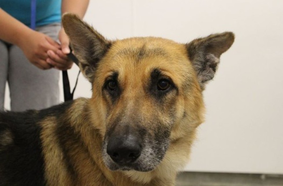 retired k9 german shepherd for adoption