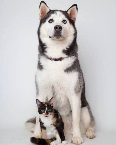 husky and kitten