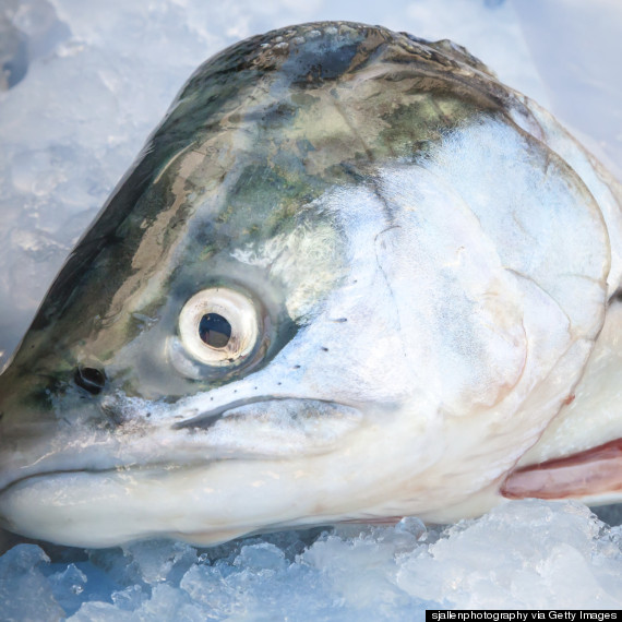 fish head meal