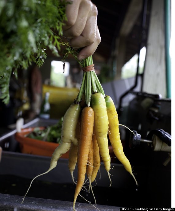 carrot squash