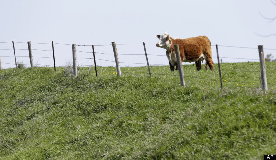 cow farm