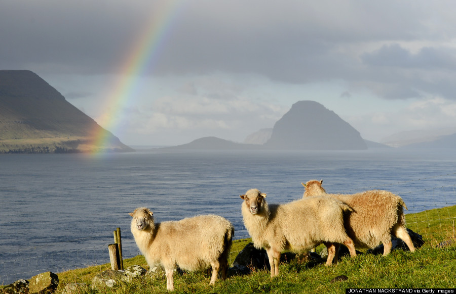 faroe islands sheep