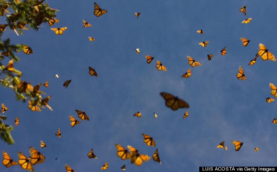 monarch butterflies mexico