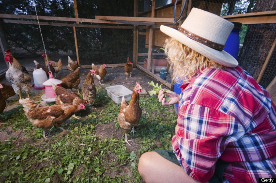 hugs for chicken