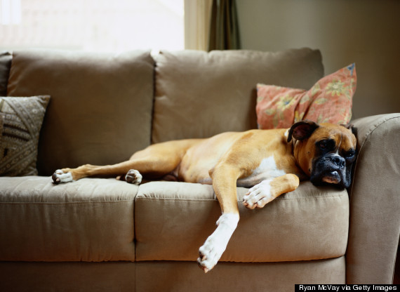 dog on couch