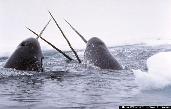 narwhals