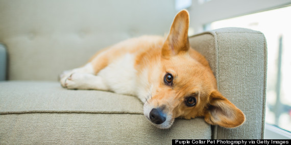 corgi on couch