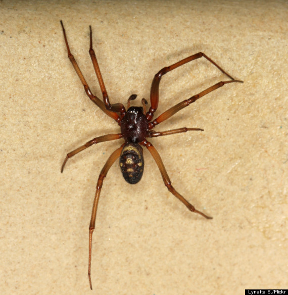 false black widow spider