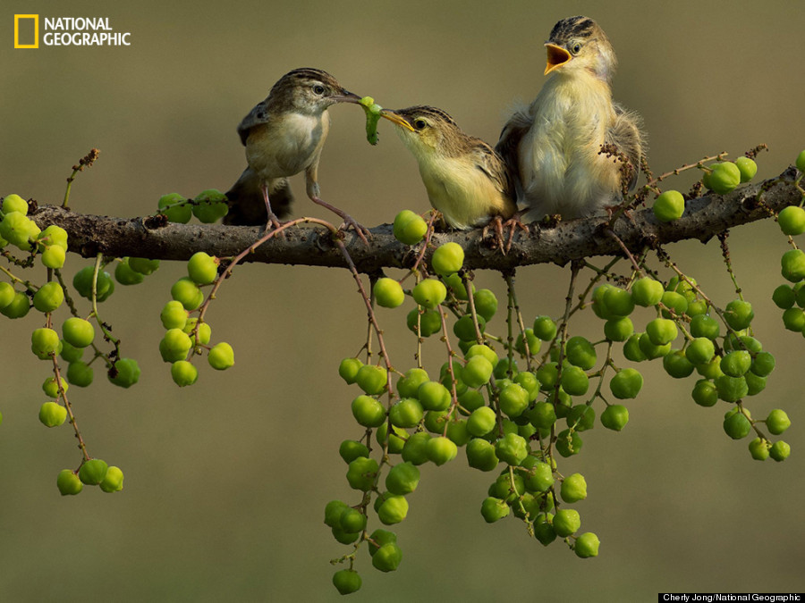 nat geo photo contest 4