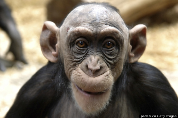 bald chimp