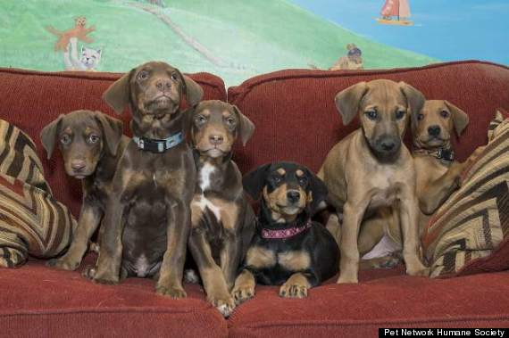 dumpster puppies