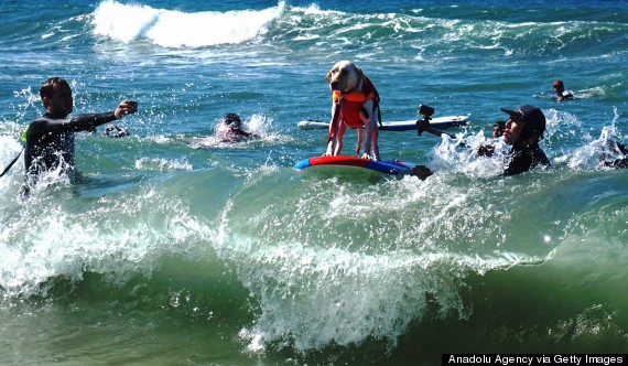 sixth annual surf city surf dog competition