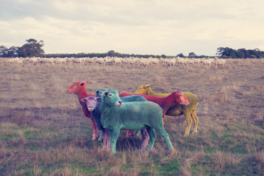 The Dream Series And The Flock Of Rainbow Sheep Art Sheep 