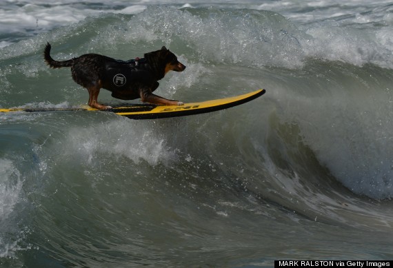 surf dog competition