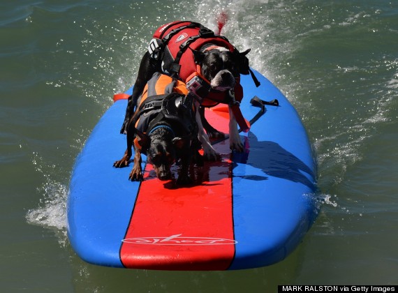 surf dog competition