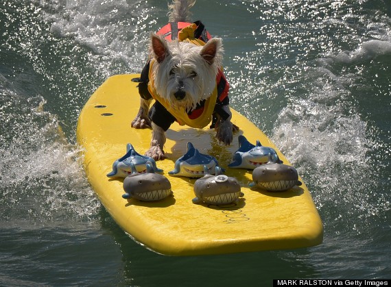 surf dog competition