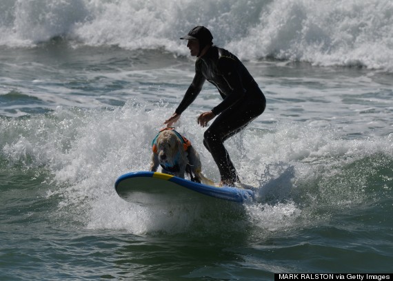 surf dog competition