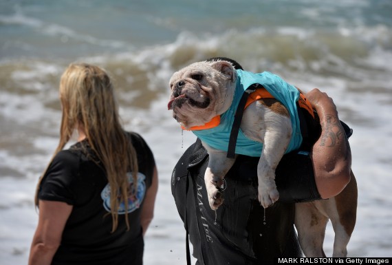 surf dog competition