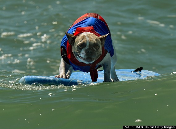 surf dog competition