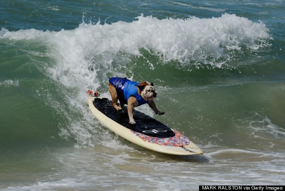 surf dog competition