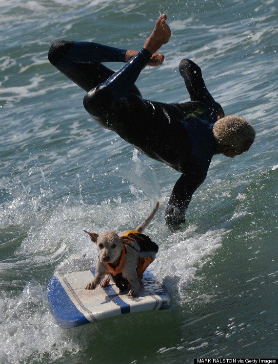 surf dog competition