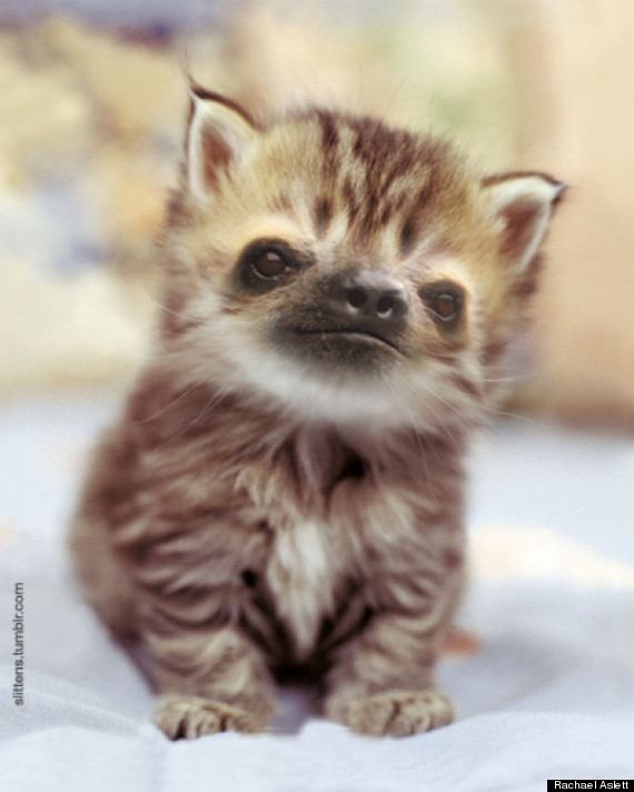 slitten sloth kitten