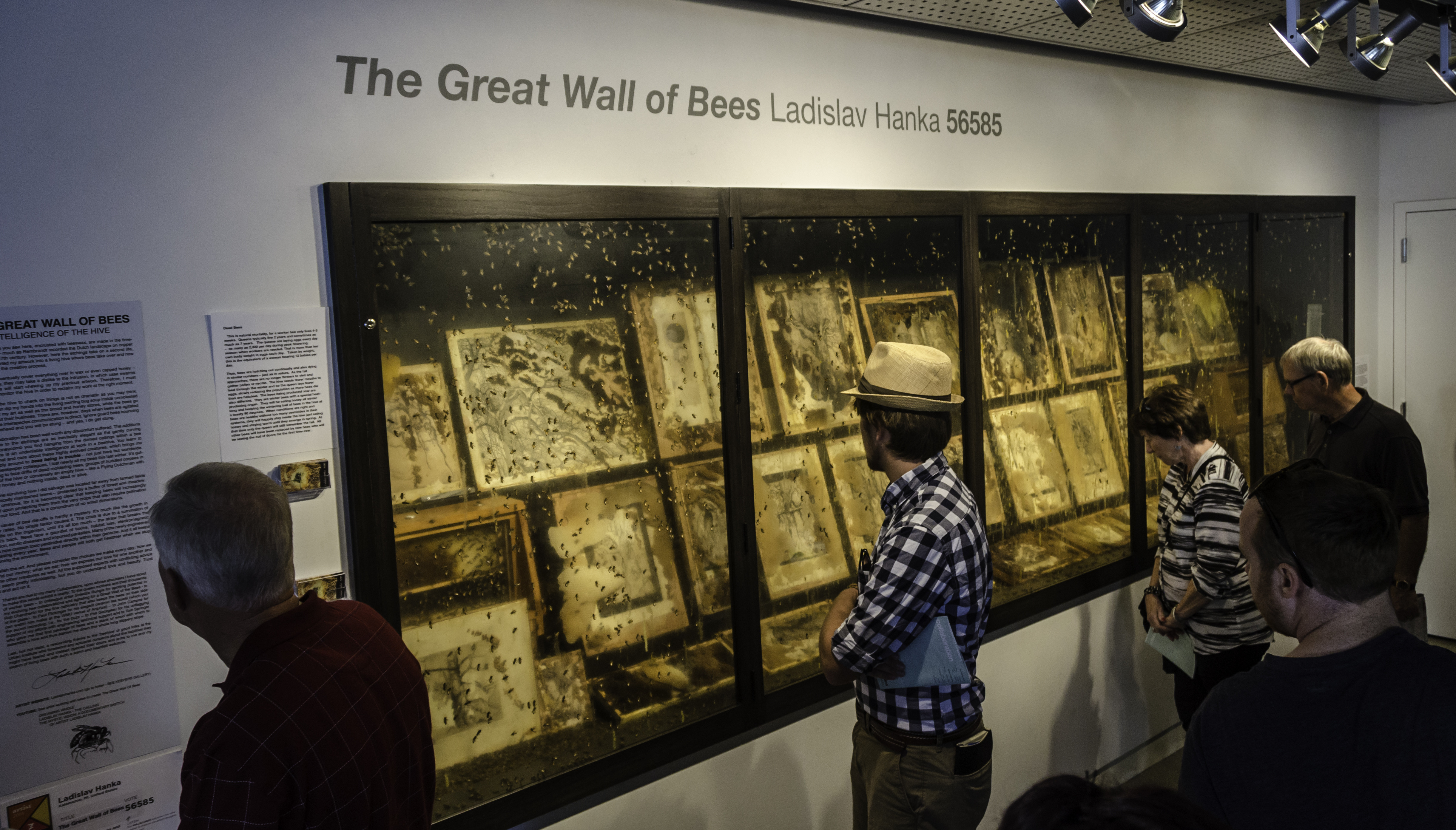 great wall of bees