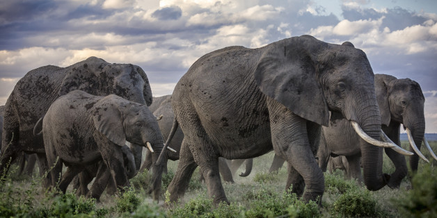 For the Love of Elephants: Why I Am Marching on October 4 | HuffPost