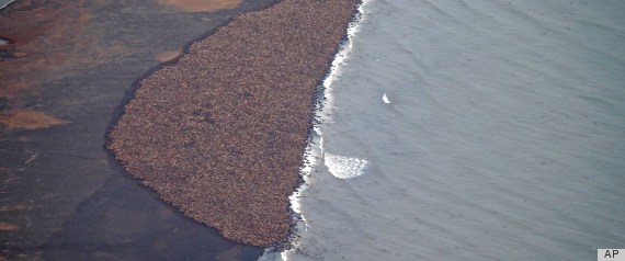 alaska 35000 walrus