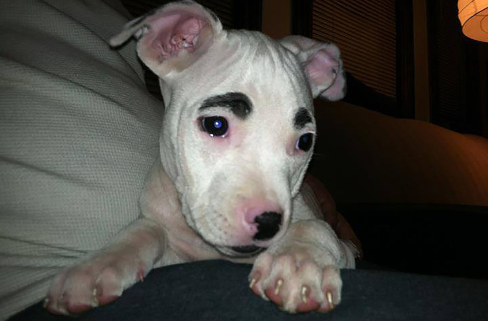 Simon The Pit Bull Has Amazing Eyebrows And An Important Message Huffpost 