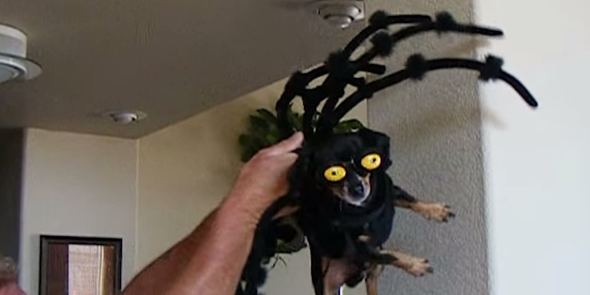 These Dogs Are Better At Halloween Than Humans | HuffPost UK