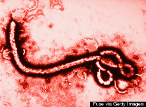 ebola virus