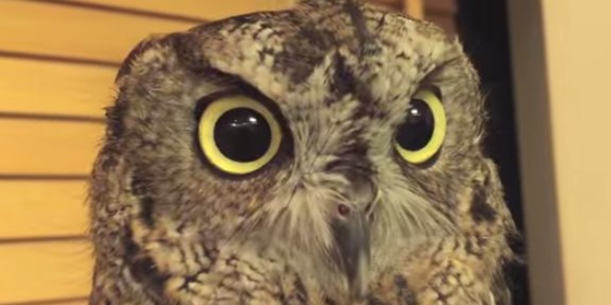 Tiny Owl Getting A Head Massage Might Be Having A Better Day Than You ...