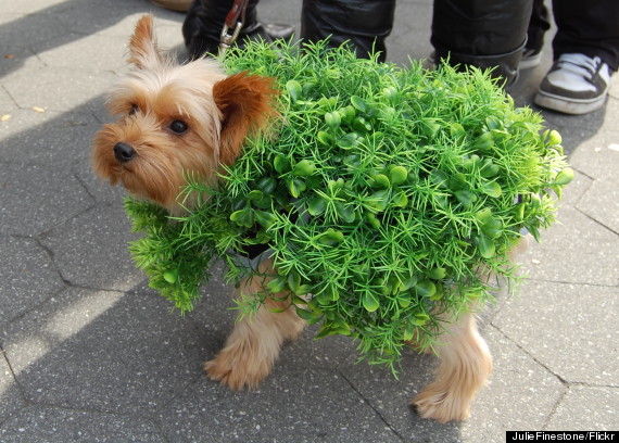 dog chia pet