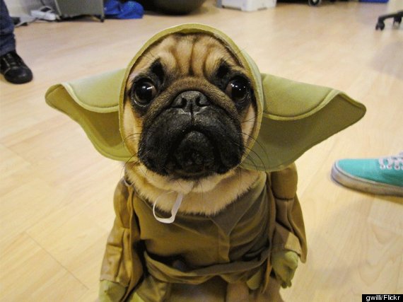 yoda dog