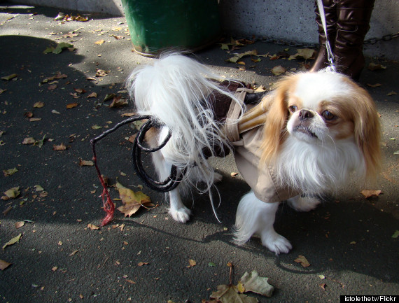 indiana jones dog