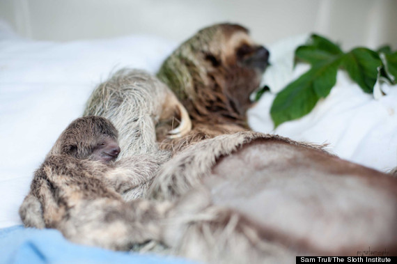 sloth snuggles