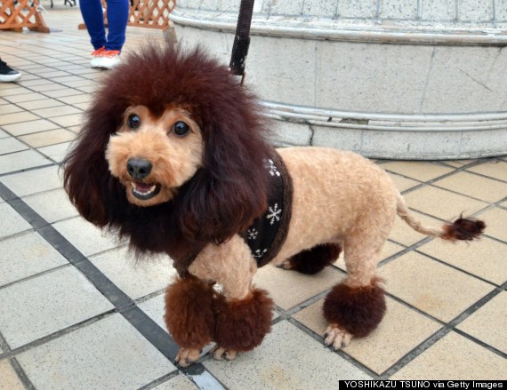 dog costume