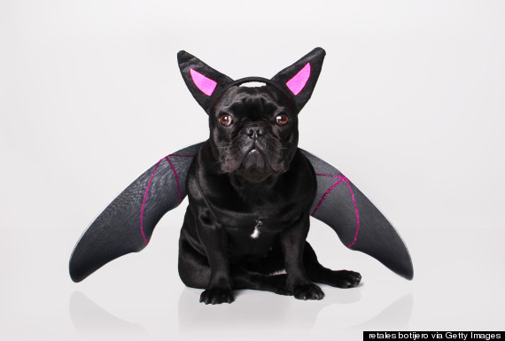 bat dog